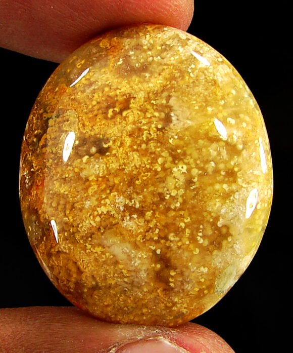 41.80 Ct Natural Fossil Coral Loose Gemstone Stone Cabochon Wire Wrap Stone - 20780